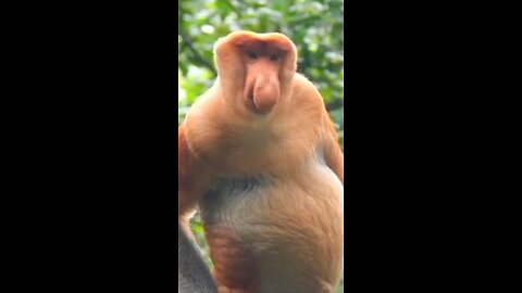 Ring Toss: Primate Edition 🐒