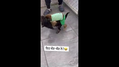 khusti dangal