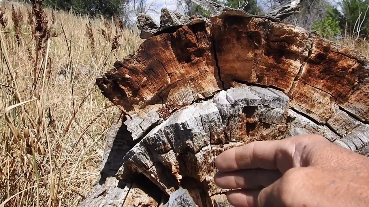 The original forest on flat earth part 14, fallen tree