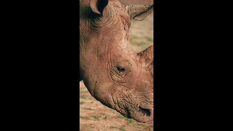 Rhinos have terrible eyes 👀 and incredible ears 👂