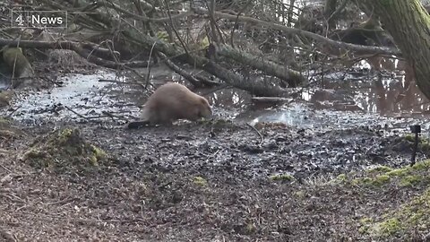 Rewilding: beavers legally return to the wild in England