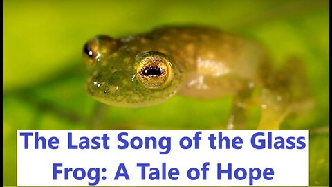 The Last Song of the Glass Frog: A Tale of Hope