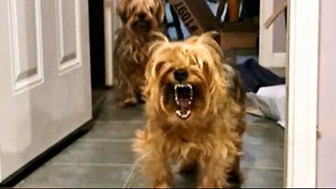Revenge of the YORKIES!!! #yorkies #jaws #funnydogs
