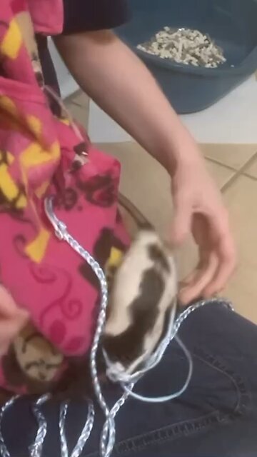 Harness Adventures After Going Into The Pouch Fancy Rat Wednesday’s Escape Plot Foiled by Laziness 🤣