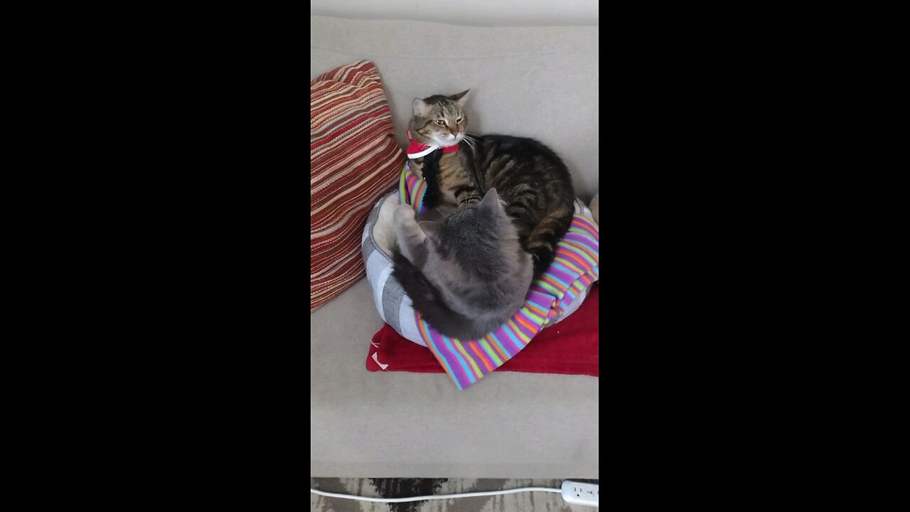 It MYBed trespasser! cat fighting