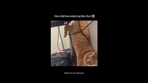 How did the cat ended up like that