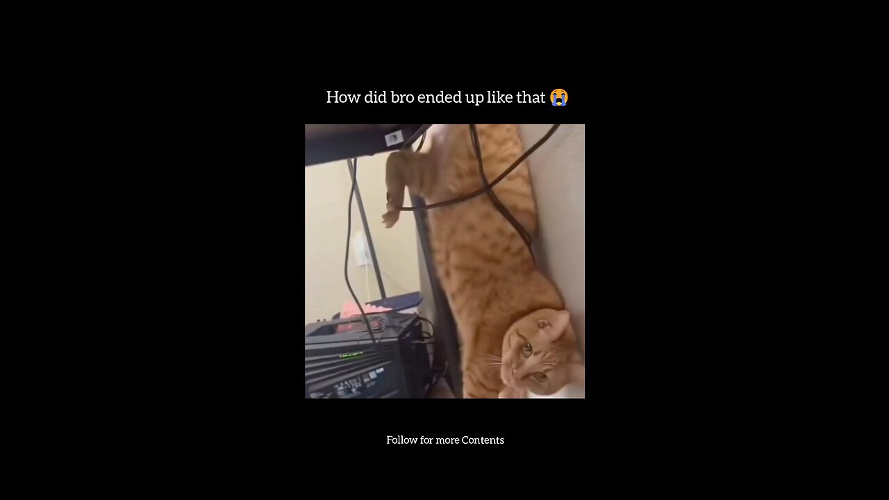 How did the cat ended up like that