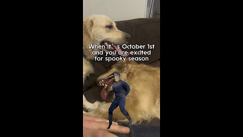 Halloween #dog #puppy #halloween #live #shorts