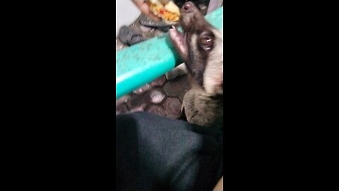 musang Indonesia