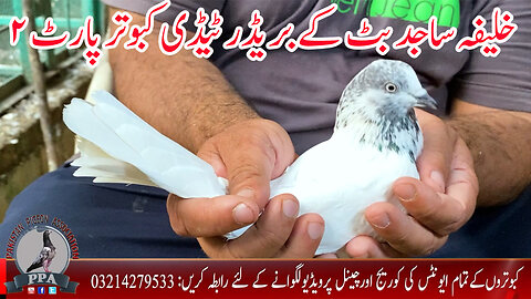 Khalifa Sajid Butt || Salaray Taddy Kabutar || Watch In HD Urdu/Hindi