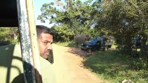 Elephant attack in Yala national park, Sri Lanka