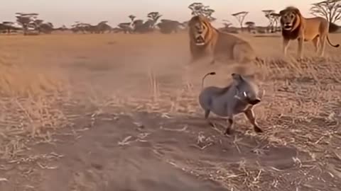 Incredible moment, lion vs warthog
