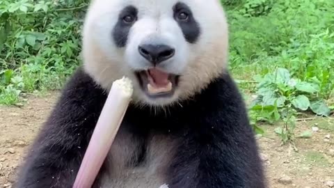 Cute Panda Eating Bamboo – Adorable Animal Moment! 🐼