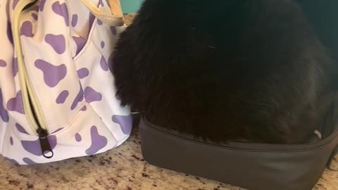 Lexi The Cat In A Lunchbox