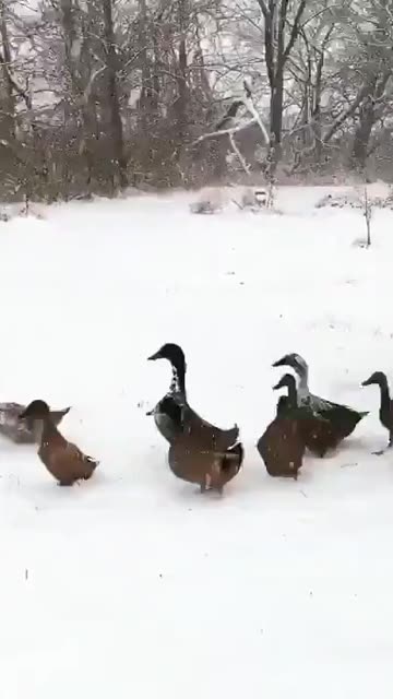 Please enjoy these ducks changing their minds. 😂
