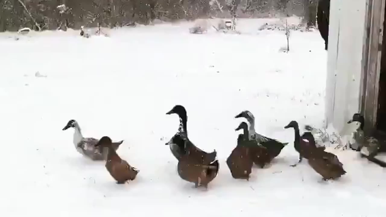 Please enjoy these ducks changing their minds. 😂