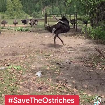#SaveTheOstriches