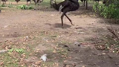 #SaveTheOstriches