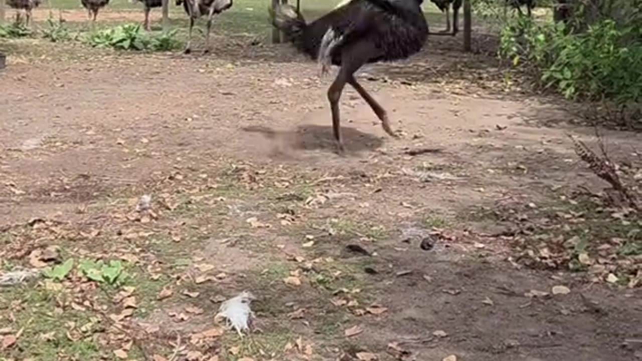 #SaveTheOstriches
