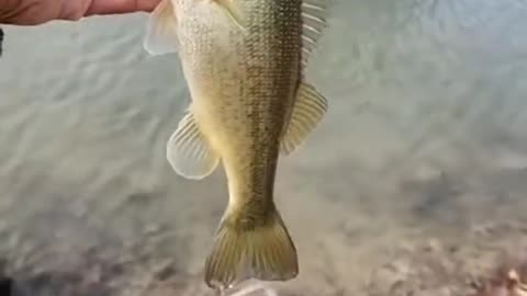 Subtle Strikes? Watch Your Fly Line for the Take! #fishingtips