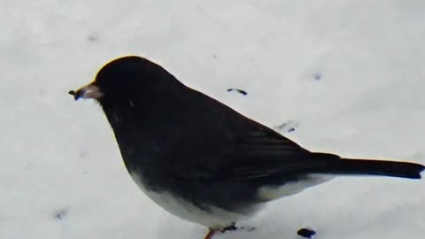 Dark-eyed junco