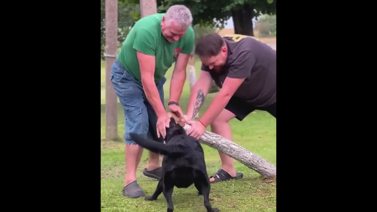 Dogs Trying Their Best… But Failing Hilariously 😭🤣