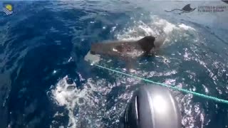 Shark-bite resistant wetsuits may cut severe injuries, study finds