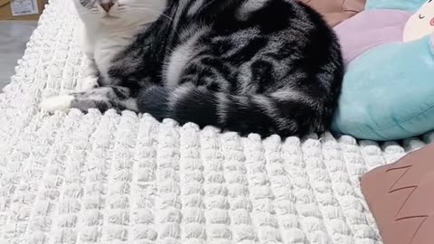 Funny Cats And Dogs Videos 😂 #4 - Best Funniest Animal Videos 2023
