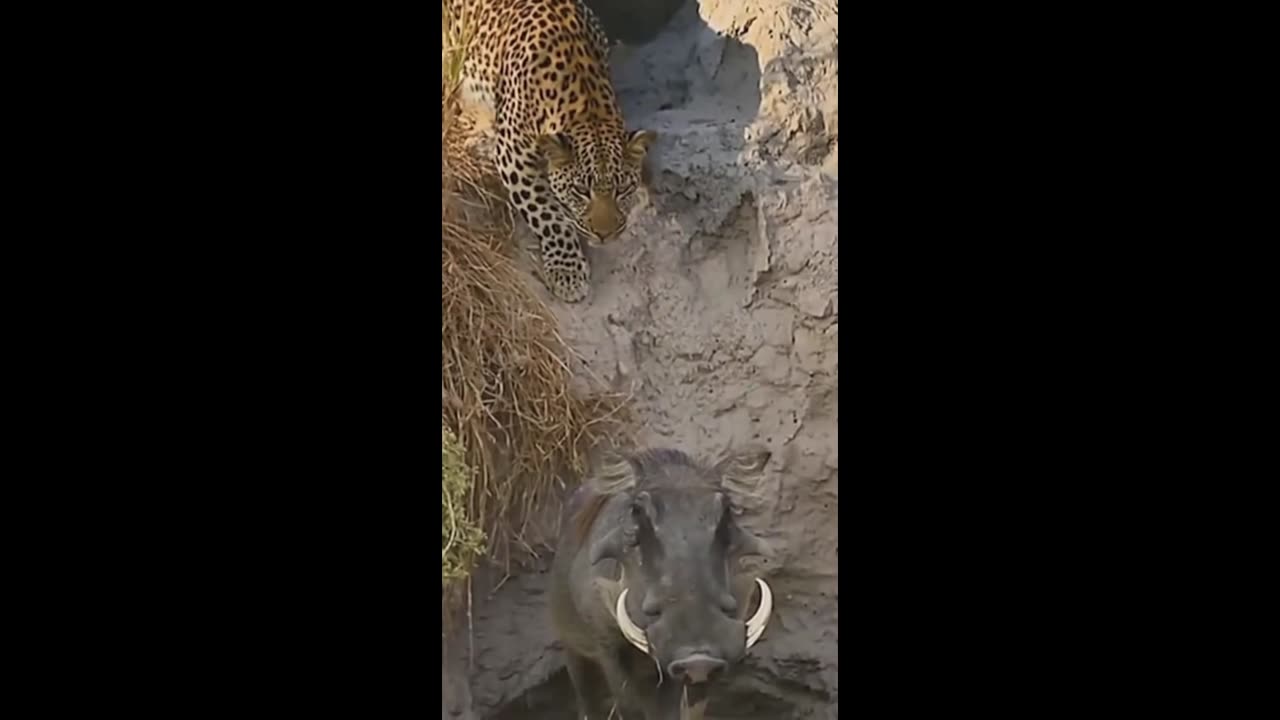 THE LEOPARD'S DANGEROUS JUMP
