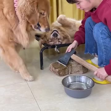 My Cute Pet Turned Into A Spirit 🤭😂😂🤣