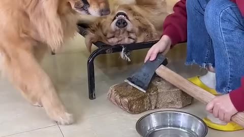 My Cute Pet Turned Into A Spirit 🤭😂😂🤣