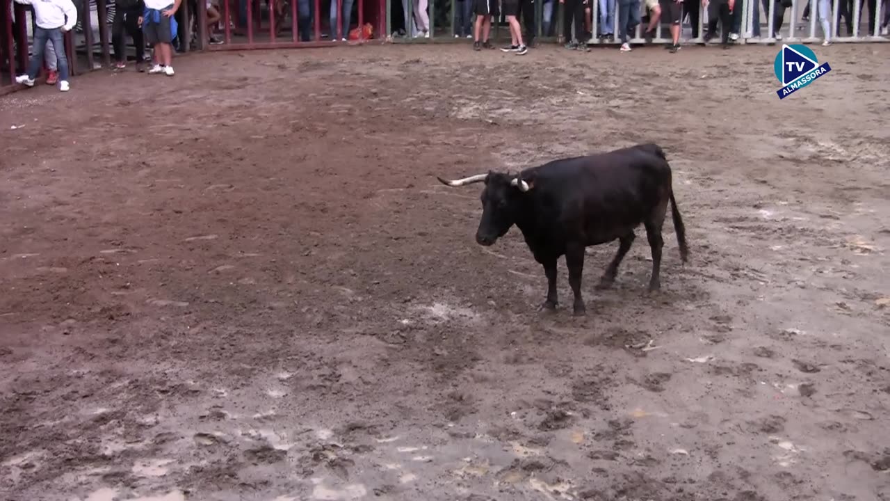 VACAS TARDE 9oct FESTES DEL ROSER 2025