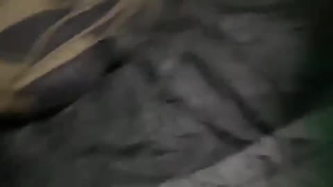 The camper was more ferocious than the bear 😂