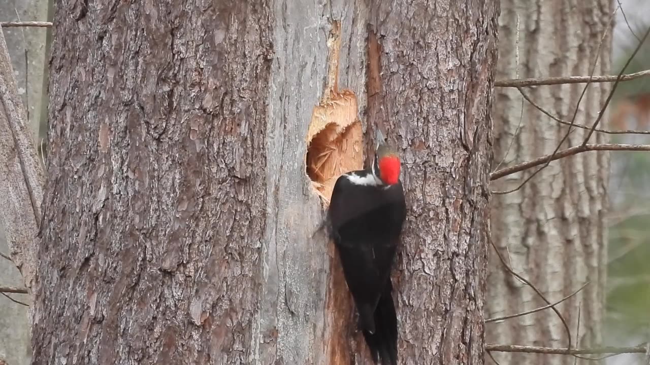 Female Pileated Woodpecker 8am 02-03-25 #pileatedwoodpecker