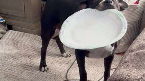 Wiggly Puppy Brings A Plate To Share Chinese Food