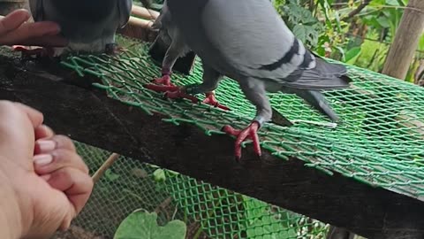 My Pigeon kind