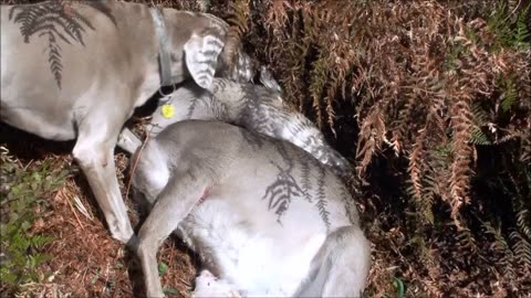 Sika hunting new zealand, fly camping