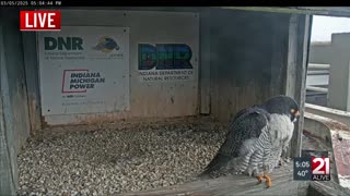 March 5, 2025 - Peregrine Falcons Return to Fort Wayne Nesting Box