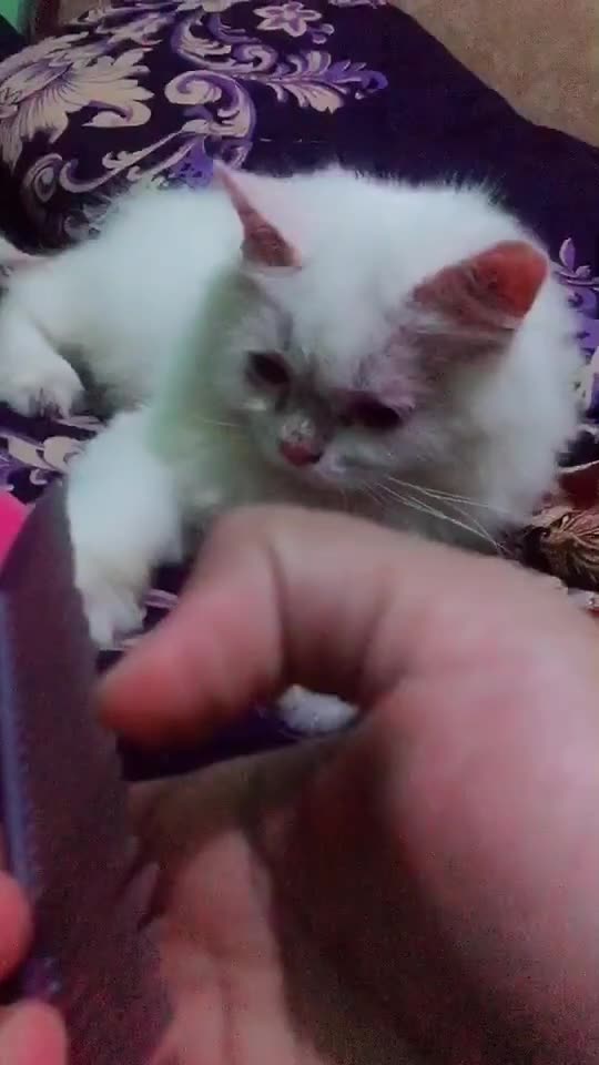 Funny Cat Video 28 - cats with their uniqueness