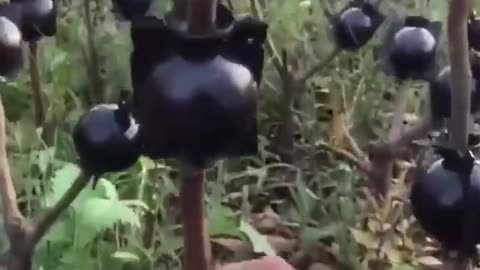 Plant Root Growing Box