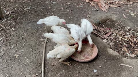 Chicken farm vlog
