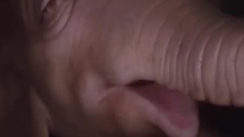 Elephant Growth In The Womb 3D Animation