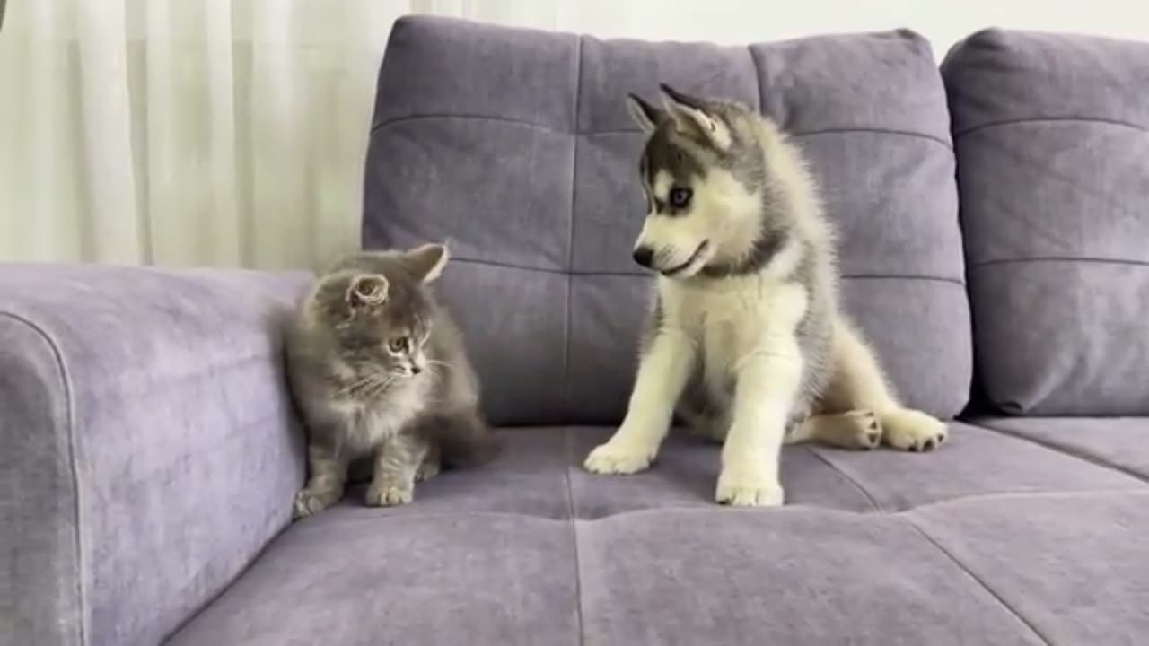 Story of a Pawfect Friendship
