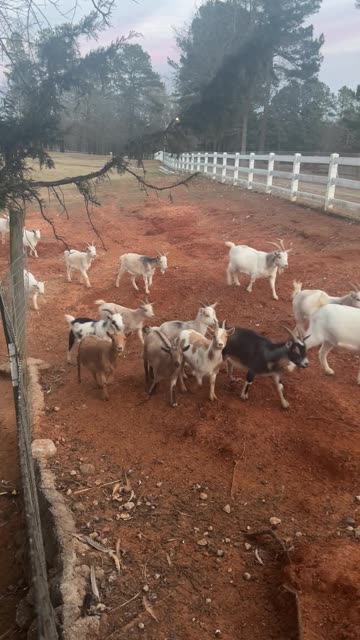 Hurry Up Goats, It's DINNER TIME!!!