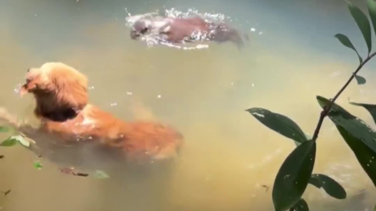 Dog and an otter.. 😊