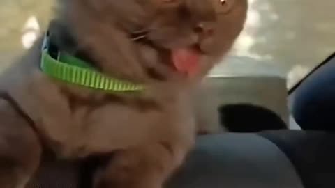 Funny & Cute Cats