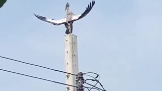 😂🐾 You Won't Believe Who's Boss Here! Obey Me Humans | FunFM