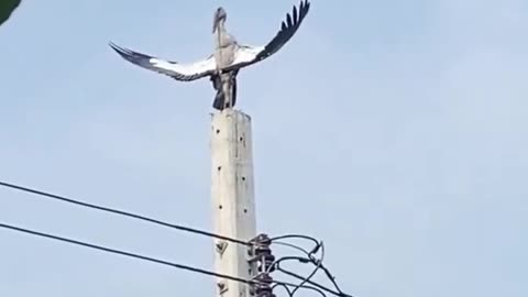 😂🐾 You Won't Believe Who's Boss Here! Obey Me Humans | FunFM