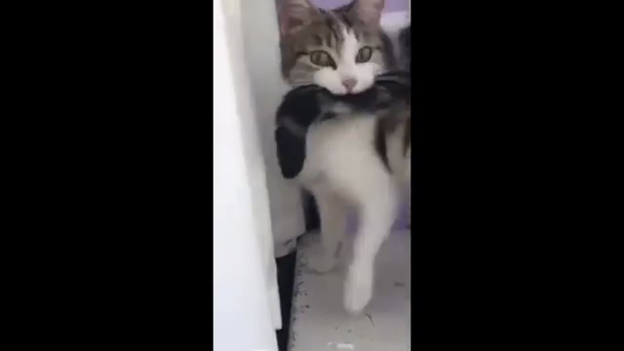 Funny Animal Videos 2023 😂🐈