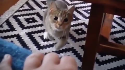 🐱😮 The Cat's Genius Trick To Avoid The Table Edge! | FeedMyCuriosity